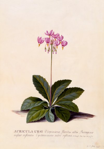 Aricula Ursi Étoile filante, vers 1744, gravure colorée à la main - "Georg Dionysius Ehret