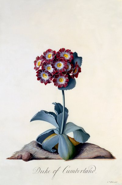 Auricula Duc de Cumberland, vers 1743 - "Georg Dionysius Ehret