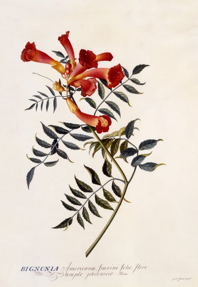 Bignonia Americana, c.1743 - Georg Dionysius Ehret