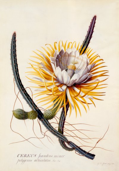 Cereus Reine de la Nuit, gravure colorée à la main, vers 1744 - "Georg Dionysius Ehret