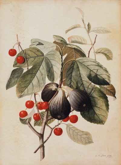 Figues et cerises, 1747 - Georg Dionysius Ehret