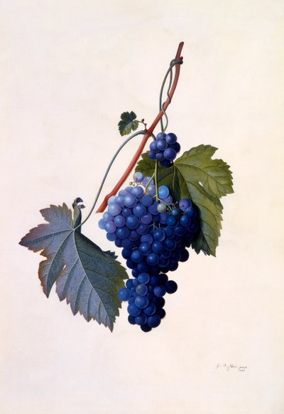Raisins - "Georg Dionysius Ehret