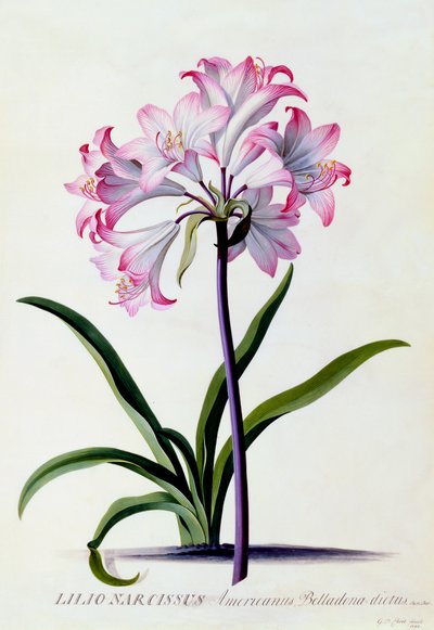 Lilio Narcissus, vers 1744 gravure coloriée à la main - "Georg Dionysius Ehret