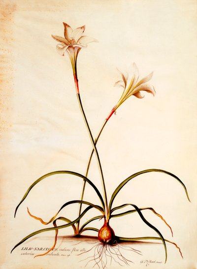 Lilio Narcissus, vers 1745 - "Georg Dionysius Ehret