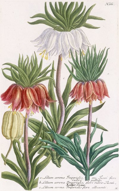 Lilium corona Imperialis - Georg Dionysius Ehret