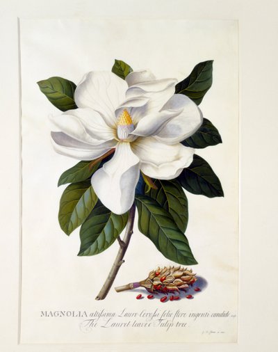 Magnolia Grandiflora, gravure colorée à la main - "Georg Dionysius Ehret