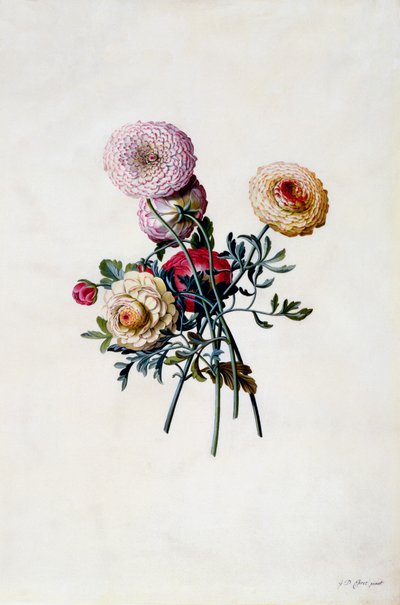 Renoncules mélangées, vers 1743 gravure coloriée à la main - "Georg Dionysius Ehret