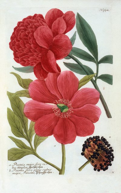 Paeonia, gravure coloriée à la main - "Georg Dionysius Ehret