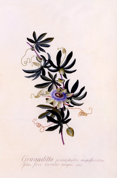 Passiflora Granadilla - "Georg Dionysius Ehret
