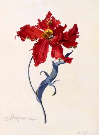 Perroquet Rouge, vers 1744, gravure colorée à la main - "Georg Dionysius Ehret