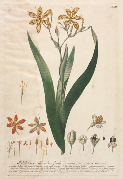 Plantae Selectae: No. 52 - Ixia - Georg Dionysius Ehret