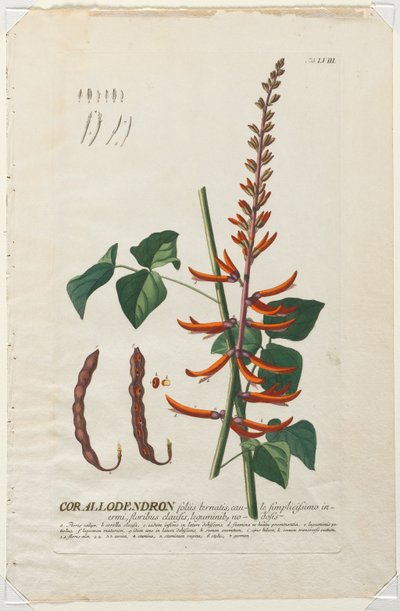 Plantae Selectae : No. 58 - Corallodendron - Georg Dionysius Ehret