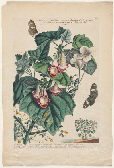 Plantae et Papiliones rariores : Martynia - Georg Dionysius Ehret