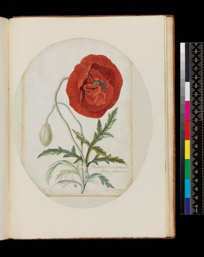 Pavot (Papaver erraticum), 1772 - Georg Dionysius Ehret
