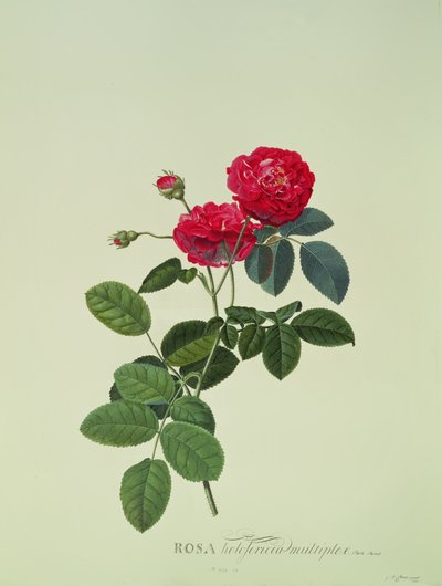 Rosa : Holoferica multiplex (Park Parade) - Georg Dionysius Ehret