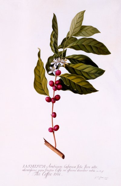 Le caféier, vers 1743, gravure colorée à la main - "Georg Dionysius Ehret