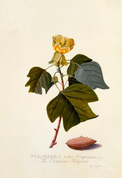 Le tulipier de Virginie, vers 1743 (gravure en couleur) - "Georg Dionysius Ehret