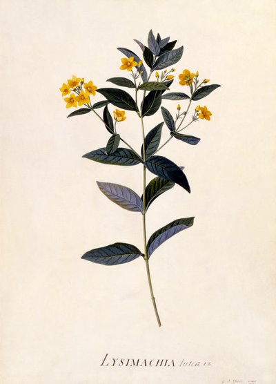 Lysimaque, vers 1760 - Georg Dionysius Ehret