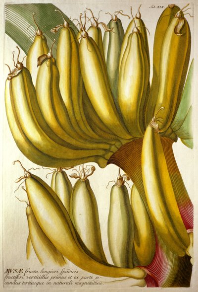Jeunes bananes, de "Plantae Selectae" de C. J. Trew - Georg Dionysius Ehret