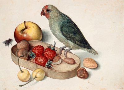 Nature morte avec perroquet nain - Georg Flegel