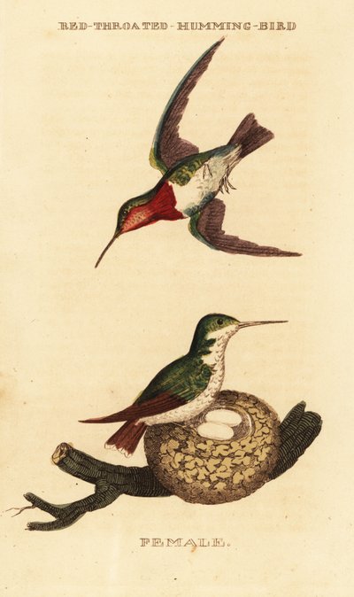 Colibri à gorge rubis, Archilochus colubris - George (after) Edwards