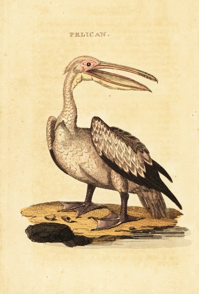 Grand pélican blanc, Pelecanus onocrotalus - George (after) Shaw