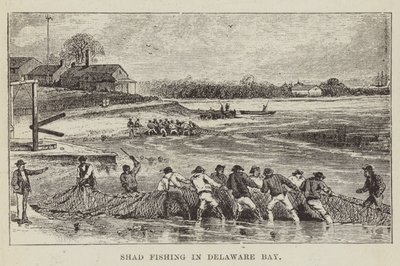 Pêche au shad dans la baie de Delaware - George Augustus Sala