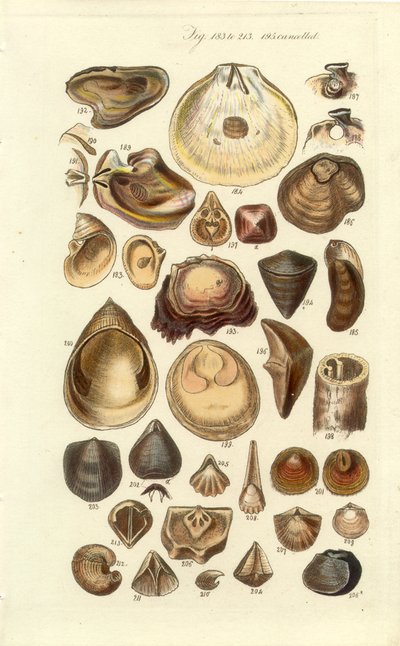 Manuel conchologique, Planche 11. Huîtres et autres coquillages - George B. Sowerby