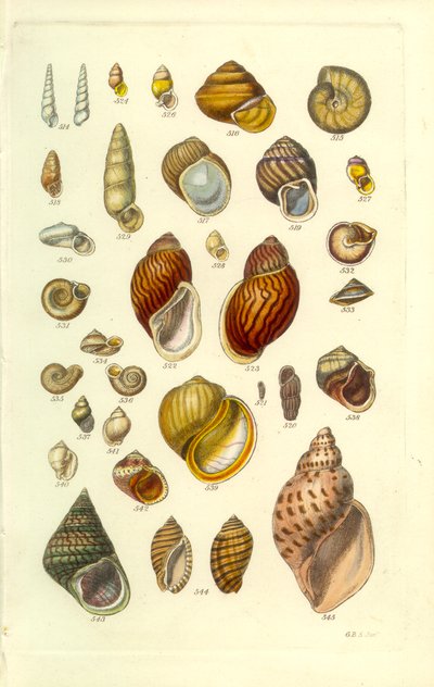 Manuel conchologique, planche 25. Coquilles terrestres colorées - George B. Sowerby