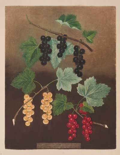 Cassis : Cassis noir et gros groseilles rouges et blanches néerlandaises (pl.5) de 