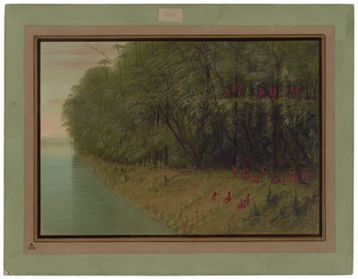 Une forêt amazonienne - Vue du rivage - George Catlin