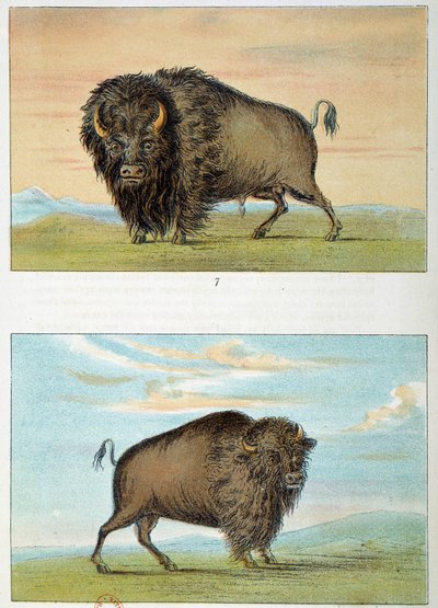 Bison, mâle et femelle, États-Unis. Illustration de George Catlin (1794-1872) - George Catlin
