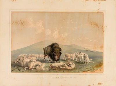 Chasse au buffle, loups blancs attaquant un buffle--no. 10 - George Catlin