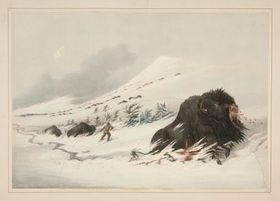 Bison mourant dans une congère, pl. 17 du Portfolio des Indiens d