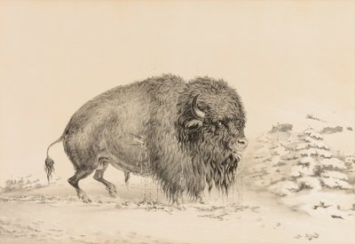 Buffle gravement blessé--no. 16 - George Catlin