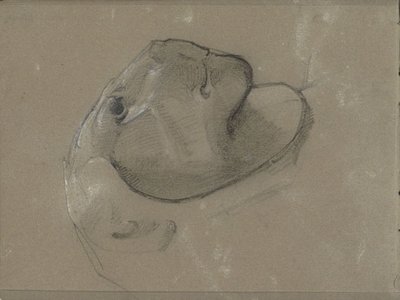 Tête de lion, probablement d