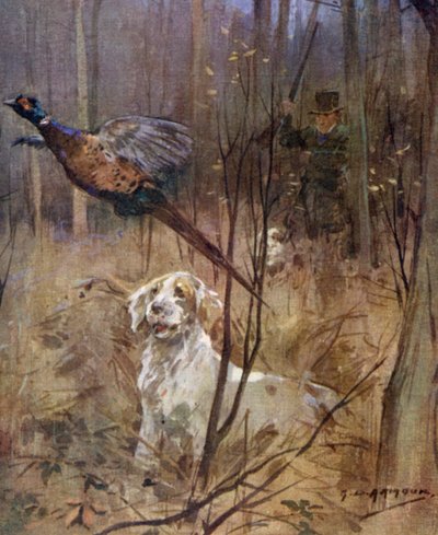 Chasse au faisan à l