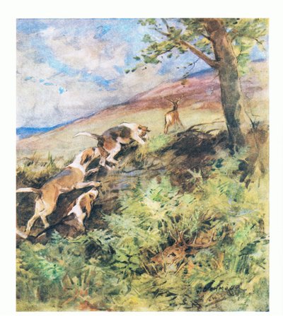 Le vieux cerf s