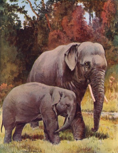 Éléphants dans la jungle - George Derville (after) Rowlandson