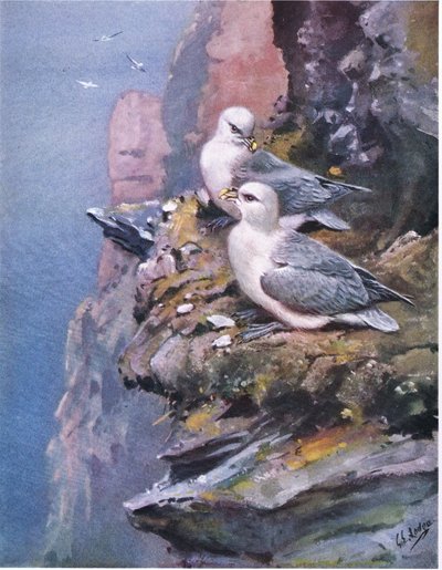 Fulmars (litho) - George Edward Lodge