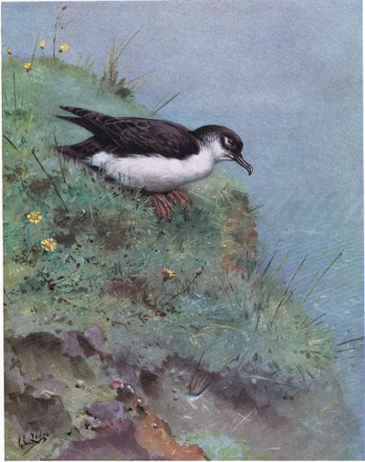 Puffin des marais (litho) - George Edward Lodge