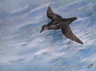Puffin fuligineux (litho) - George Edward Lodge