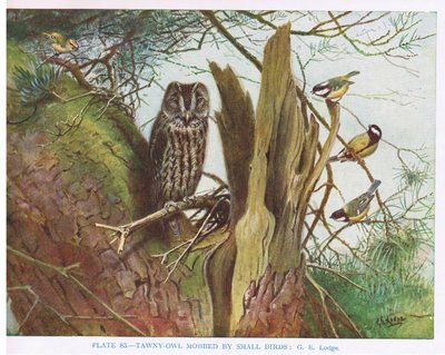 Chouette hulotte harcelée par de petits oiseaux, illustration tirée de "British Birds" par Kirkman  Jourdain - George Edward Lodge