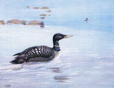 Plongeon catmarin à bec blanc (litho) - George Edward Lodge