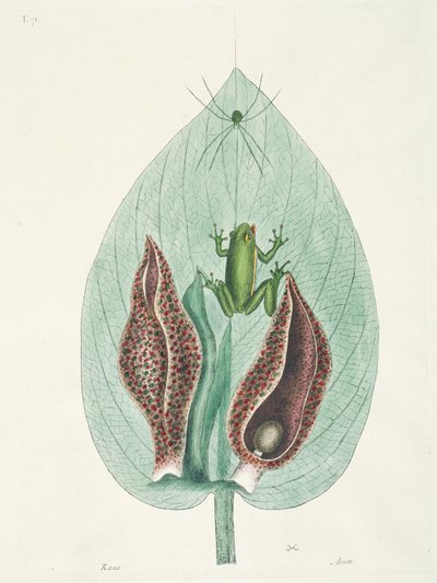Grands et petits colibris du Surinam - George Edwards
