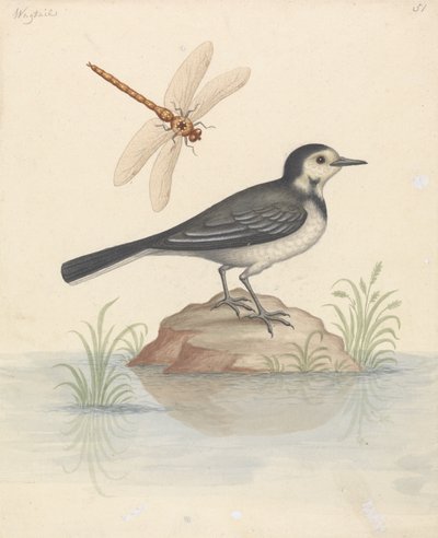 Bergeronnette Grise et Libellule - George Edwards