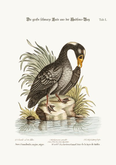 Le grand canard noir de la baie d