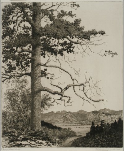 Old Pine, Estes Park - George Elbert Burr