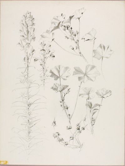 Sans titre (étude botanique) - George Elbert Burr