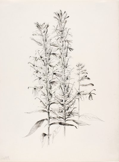 Sans titre (Fleur de cardinal, Lobelia Cardinalis) - George Elbert Burr
